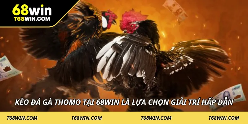 Kèo đá gà Thomo tại 68WIN là lựa chọn giải trí hấp dẫn